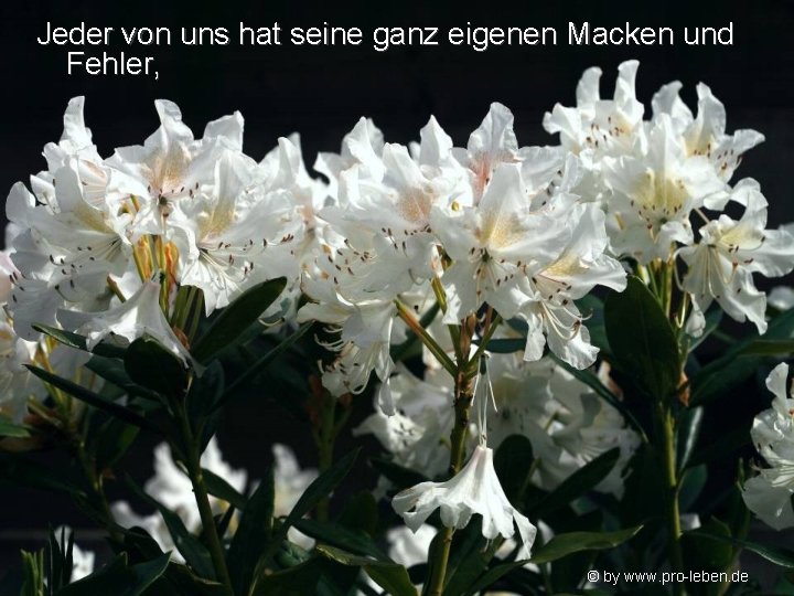 Jeder von uns hat seine ganz eigenen Macken und Fehler, © by www. pro-leben.