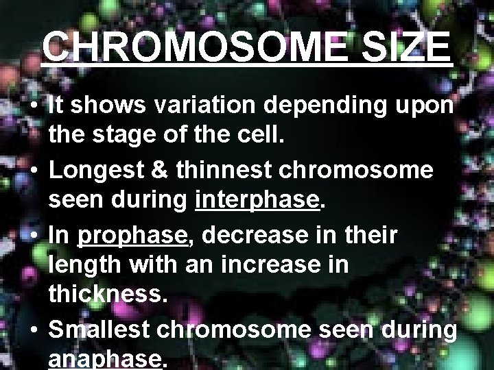 CHROMOSOME SIZE • It shows variation depending upon the stage of the cell. •