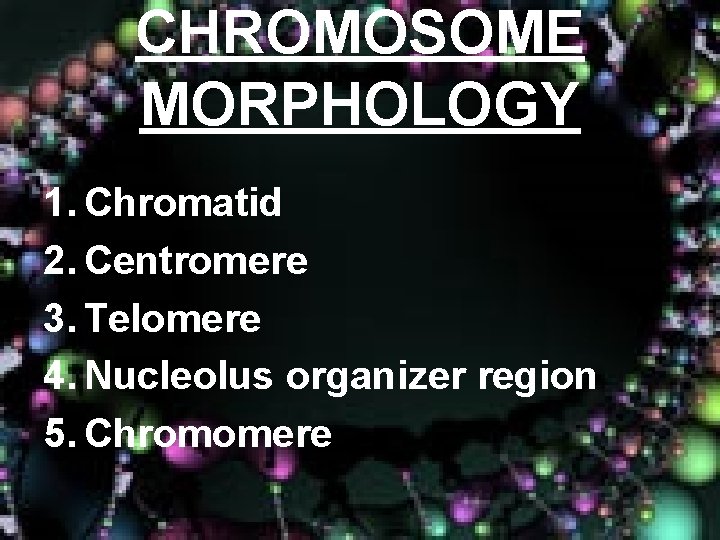 CHROMOSOME MORPHOLOGY 1. Chromatid 2. Centromere 3. Telomere 4. Nucleolus organizer region 5. Chromomere