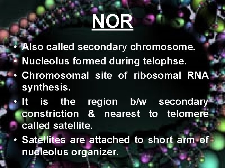 NOR • Also called secondary chromosome. • Nucleolus formed during telophse. • Chromosomal site