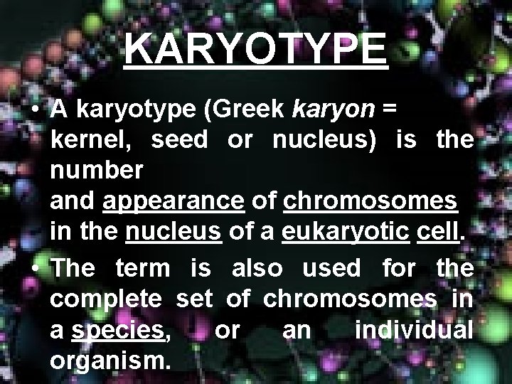 KARYOTYPE • A karyotype (Greek karyon = kernel, seed or nucleus) is the number