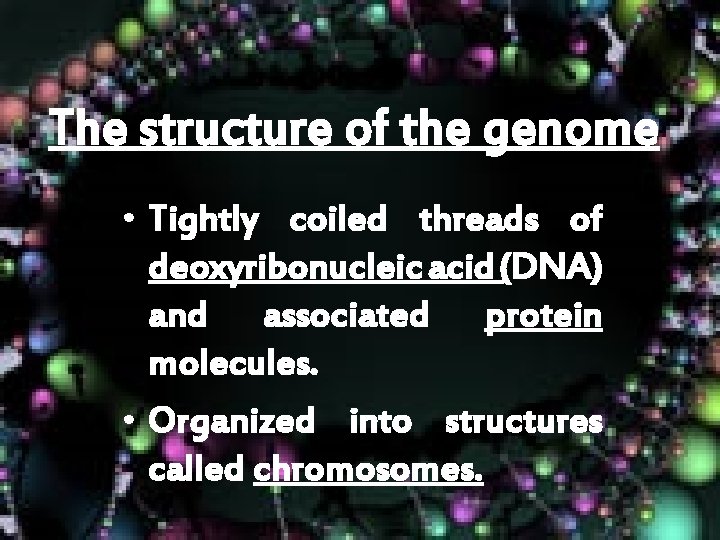 The structure of the genome • Tightly coiled threads of deoxyribonucleic acid (DNA) and