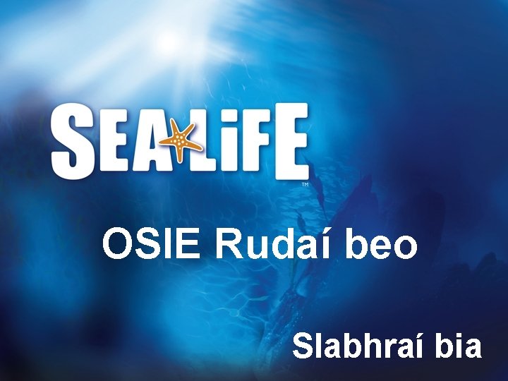 OSIE Rudaí beo Slabhraí bia 