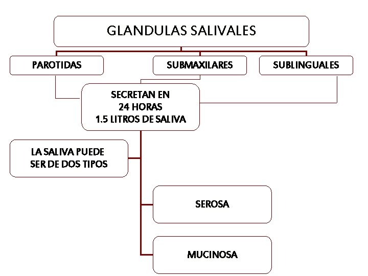 GLANDULAS SALIVALES PAROTIDAS SUBMAXILARES SECRETAN EN 24 HORAS 1. 5 LITROS DE SALIVA LA