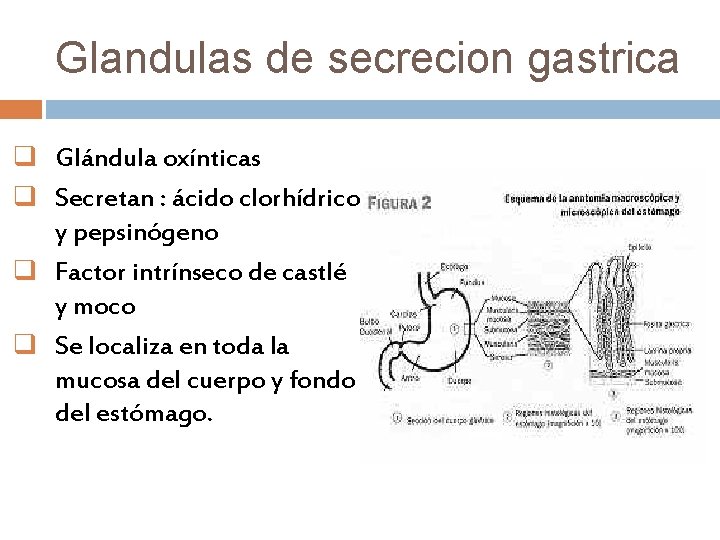 Glandulas de secrecion gastrica q Glándula oxínticas q Secretan : ácido clorhídrico y pepsinógeno