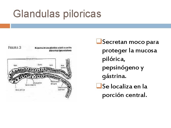Glandulas piloricas q. Secretan moco para proteger la mucosa pilórica, pepsinógeno y gástrina. q.