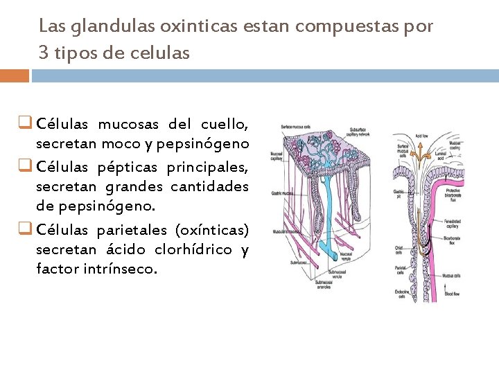 Las glandulas oxinticas estan compuestas por 3 tipos de celulas q Células mucosas del