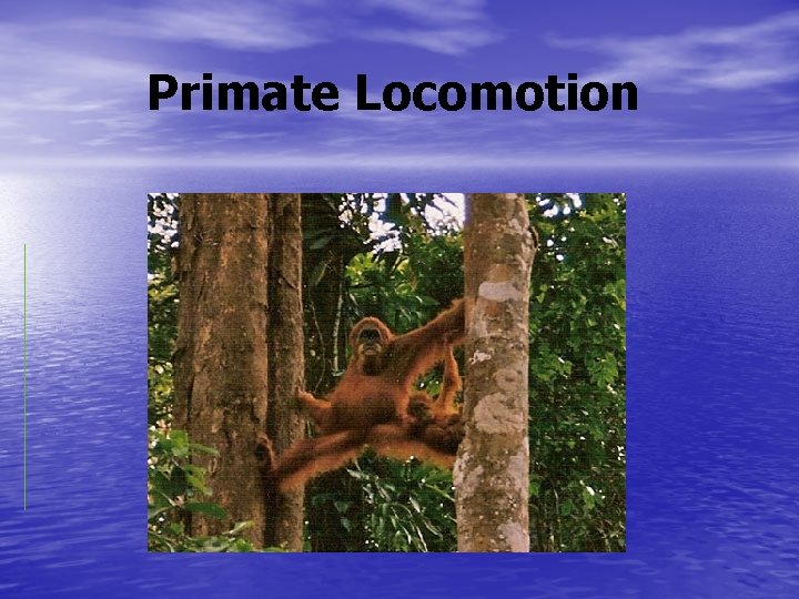 Primate Locomotion 