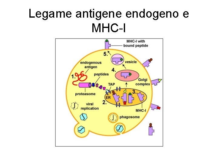 Legame antigene endogeno e MHC-I Legame antigene endogeno e MHC-I