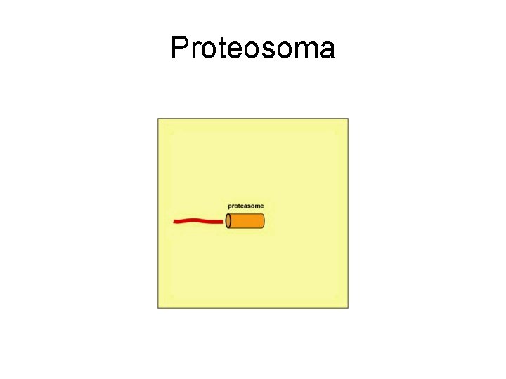 Proteosoma Proteosoma