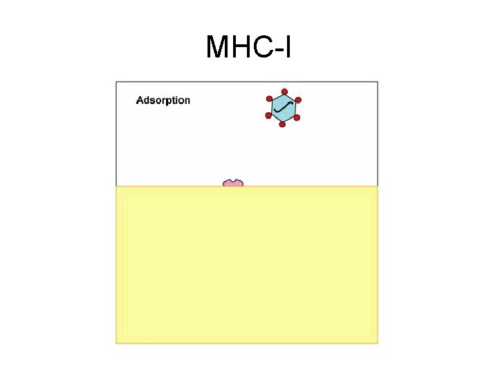 MHC-I MHC-I