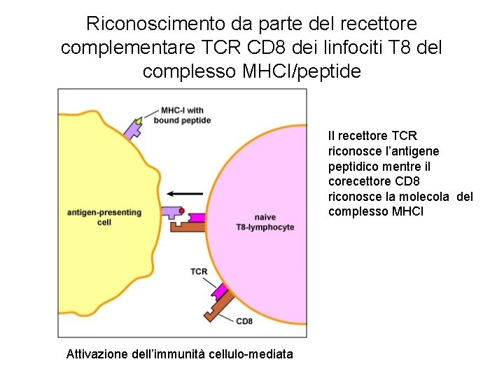 Riconoscimento da parte del recettore complementare TCR CD 8 dei linfociti T 8 del Riconoscimento da parte del recettore complementare TCR CD 8 dei linfociti T 8 del