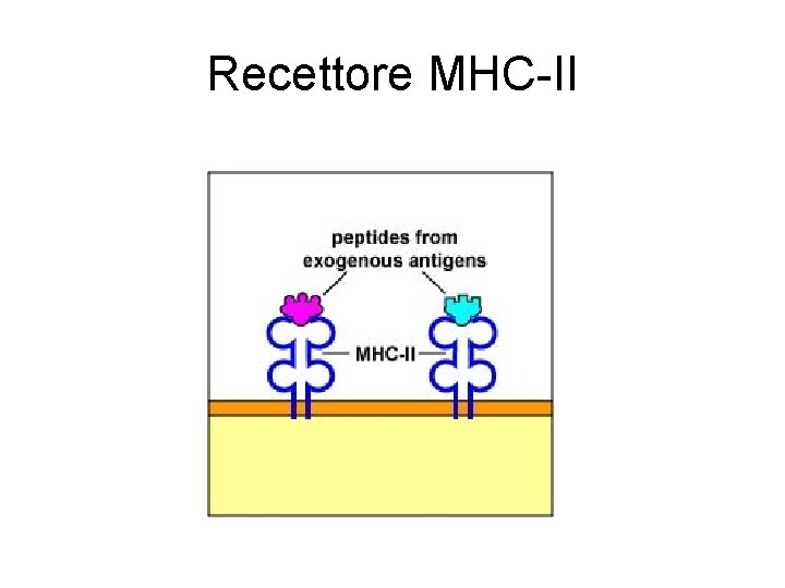 Recettore MHC-II Recettore MHC-II