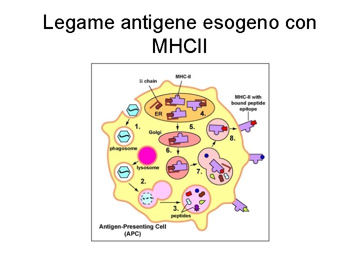 Legame antigene esogeno con MHCII Legame antigene esogeno con MHCII