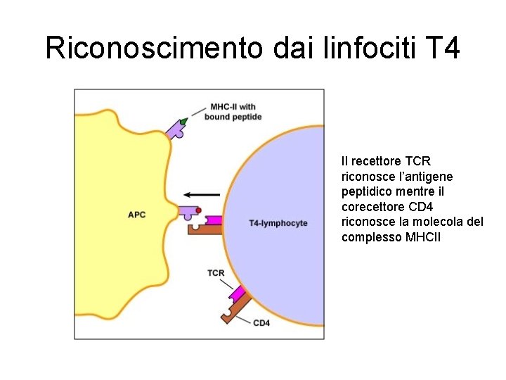 Riconoscimento dai linfociti T 4 Il recettore TCR riconosce l’antigene peptidico mentre il corecettore Riconoscimento dai linfociti T 4 Il recettore TCR riconosce l’antigene peptidico mentre il corecettore