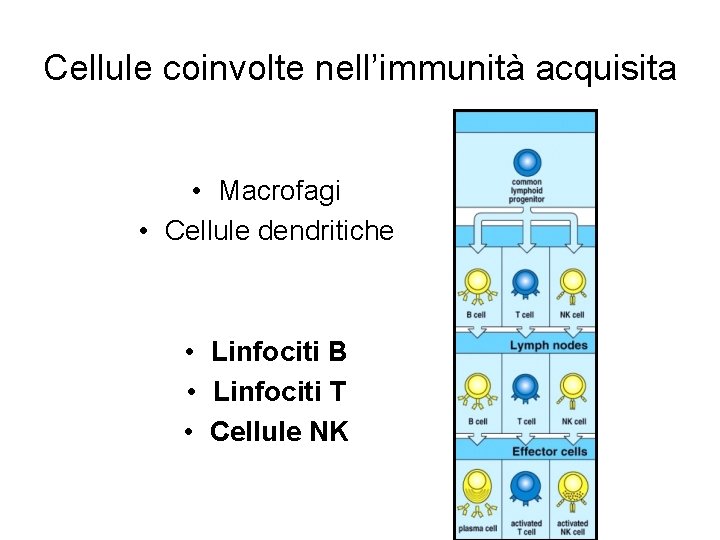Cellule coinvolte nell’immunità acquisita • Macrofagi • Cellule dendritiche • Linfociti B • Linfociti Cellule coinvolte nell’immunità acquisita • Macrofagi • Cellule dendritiche • Linfociti B • Linfociti