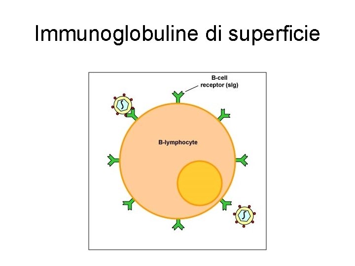 Immunoglobuline di superficie Immunoglobuline di superficie