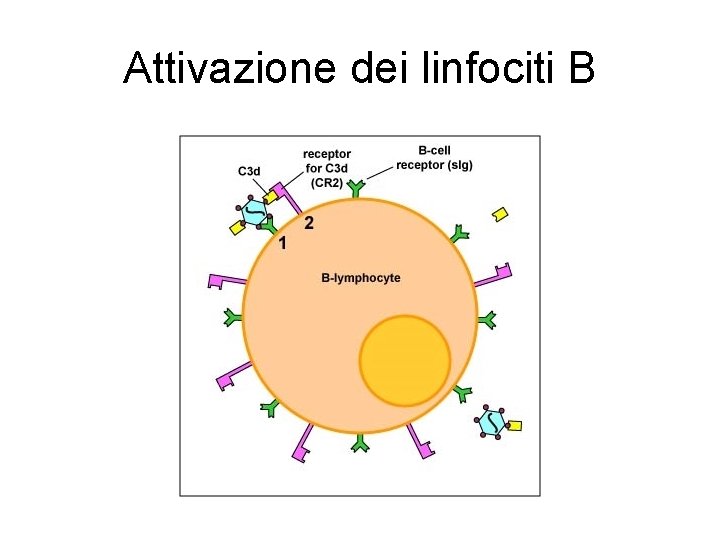 Attivazione dei linfociti B Attivazione dei linfociti B