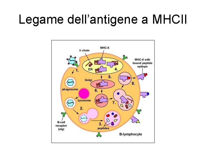 Legame dell’antigene a MHCII Legame dell’antigene a MHCII
