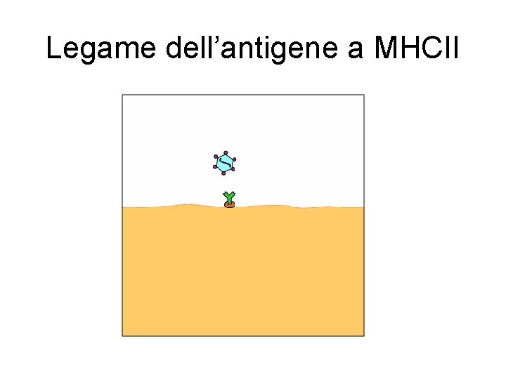 Legame dell’antigene a MHCII Legame dell’antigene a MHCII