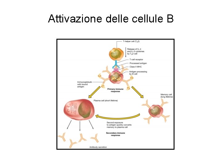 Attivazione delle cellule B Attivazione delle cellule B