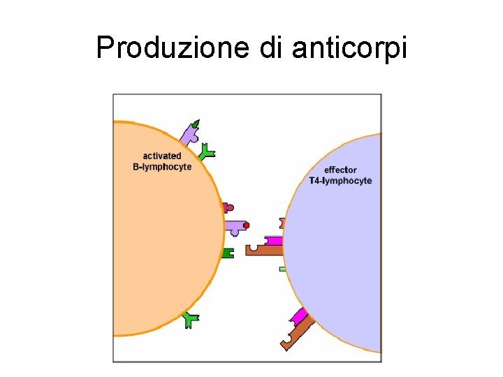 Produzione di anticorpi Produzione di anticorpi