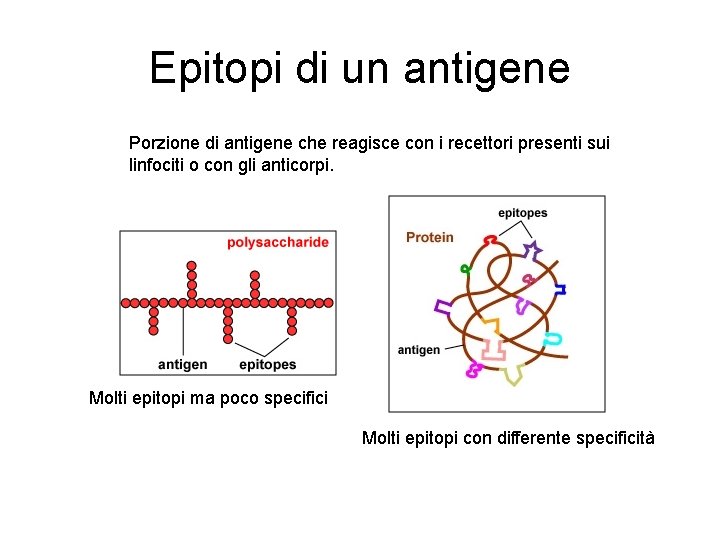 Epitopi di un antigene Porzione di antigene che reagisce con i recettori presenti sui Epitopi di un antigene Porzione di antigene che reagisce con i recettori presenti sui