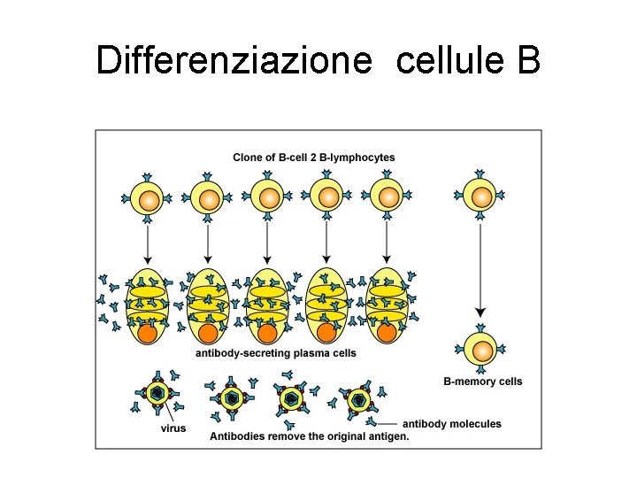 Differenziazione cellule B Differenziazione cellule B