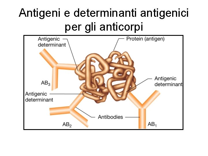 Antigeni e determinantigenici per gli anticorpi Antigeni e determinantigenici per gli anticorpi