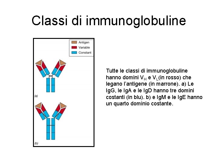 Classi di immunoglobuline Tutte le classi di immunoglobuline hanno domini VH e VL(in rosso) Classi di immunoglobuline Tutte le classi di immunoglobuline hanno domini VH e VL(in rosso)