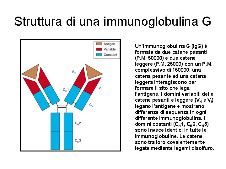 Struttura di una immunoglobulina G Un’immunoglobulina G (Ig. G) è formata da due catene Struttura di una immunoglobulina G Un’immunoglobulina G (Ig. G) è formata da due catene