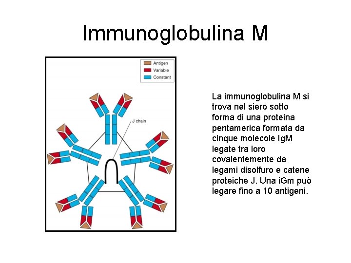 Immunoglobulina M La immunoglobulina M si trova nel siero sotto forma di una proteina Immunoglobulina M La immunoglobulina M si trova nel siero sotto forma di una proteina
