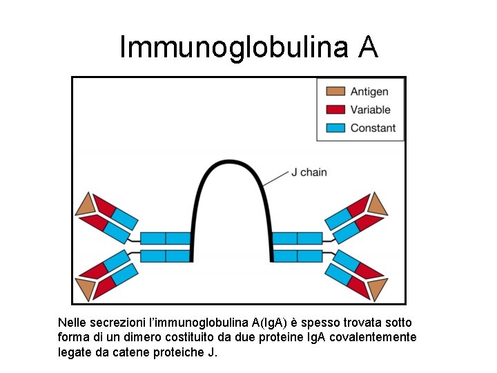 Immunoglobulina A Nelle secrezioni l’immunoglobulina A(Ig. A) è spesso trovata sotto forma di un Immunoglobulina A Nelle secrezioni l’immunoglobulina A(Ig. A) è spesso trovata sotto forma di un