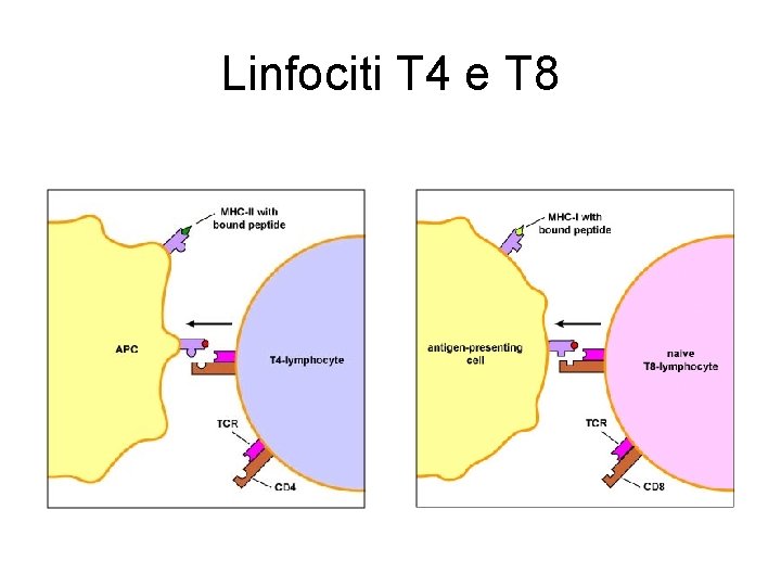 Linfociti T 4 e T 8 Linfociti T 4 e T 8