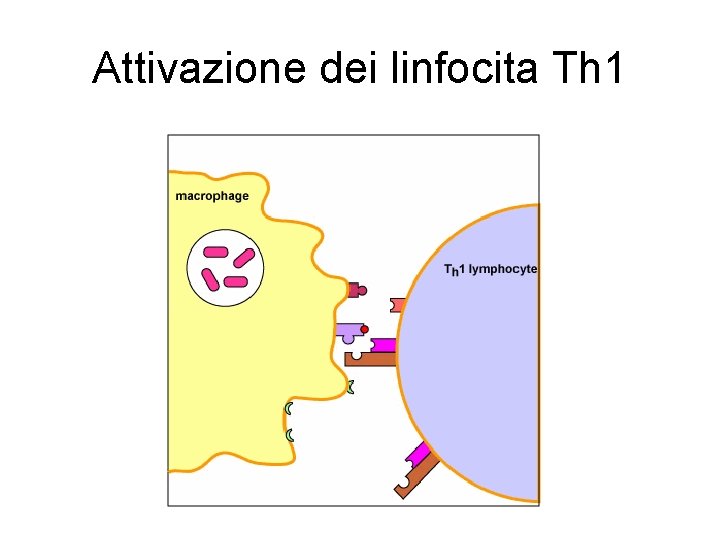 Attivazione dei linfocita Th 1 Attivazione dei linfocita Th 1