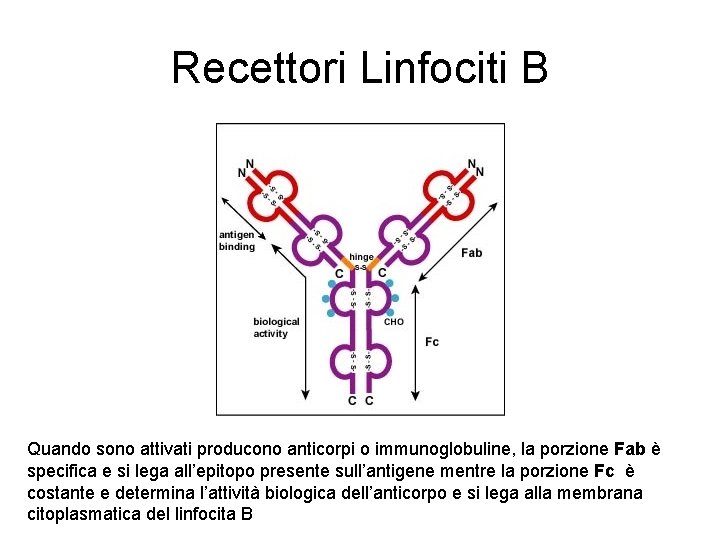 Recettori Linfociti B Quando sono attivati producono anticorpi o immunoglobuline, la porzione Fab è Recettori Linfociti B Quando sono attivati producono anticorpi o immunoglobuline, la porzione Fab è