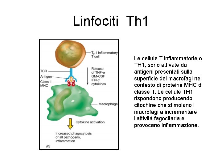 Linfociti Th 1 Le cellule T infiammatorie o TH 1, sono attivate da antigeni Linfociti Th 1 Le cellule T infiammatorie o TH 1, sono attivate da antigeni