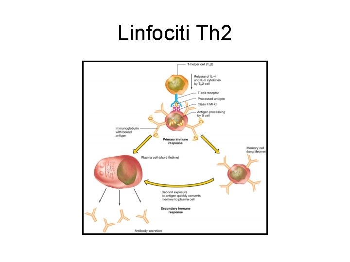 Linfociti Th 2 Linfociti Th 2