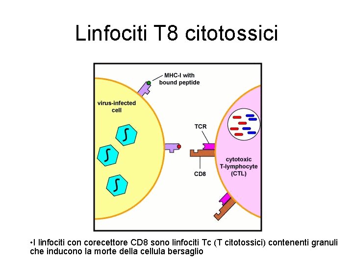Linfociti T 8 citotossici • I linfociti con corecettore CD 8 sono linfociti Tc Linfociti T 8 citotossici • I linfociti con corecettore CD 8 sono linfociti Tc