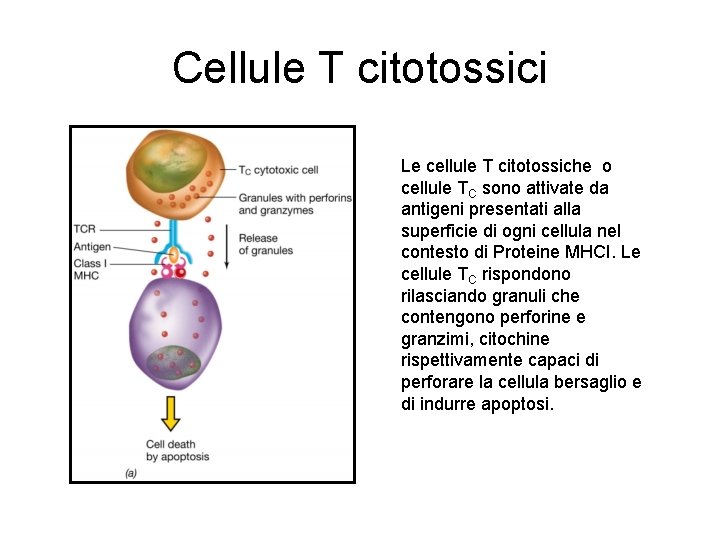 Cellule T citotossici Le cellule T citotossiche o cellule TC sono attivate da antigeni Cellule T citotossici Le cellule T citotossiche o cellule TC sono attivate da antigeni