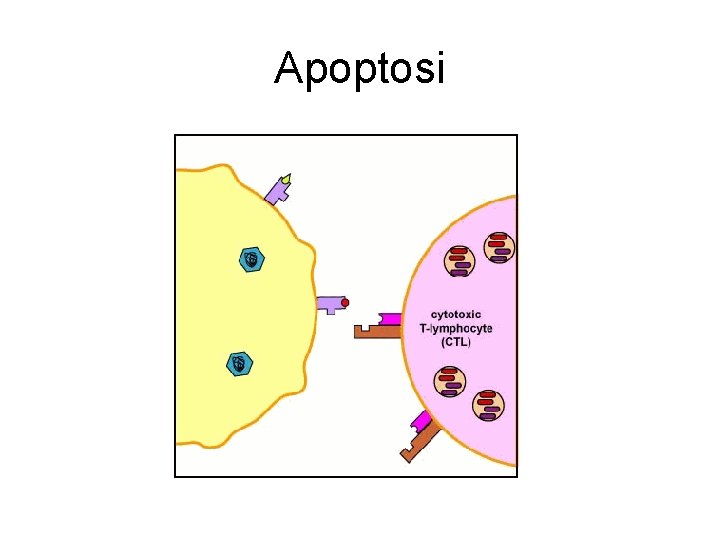 Apoptosi Apoptosi