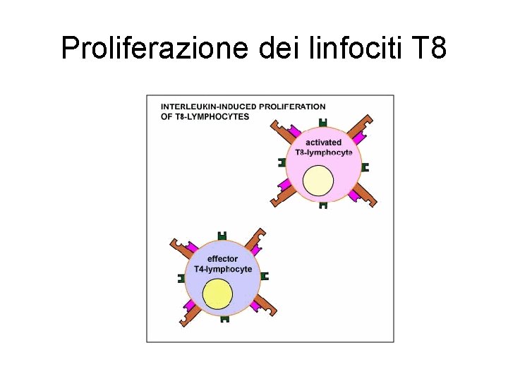 Proliferazione dei linfociti T 8 Proliferazione dei linfociti T 8