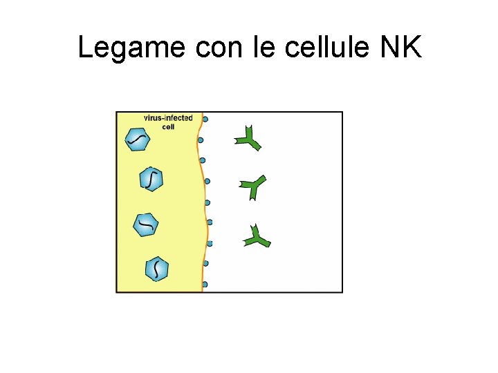 Legame con le cellule NK Legame con le cellule NK