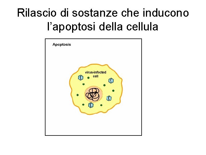 Rilascio di sostanze che inducono l’apoptosi della cellula Rilascio di sostanze che inducono l’apoptosi della cellula