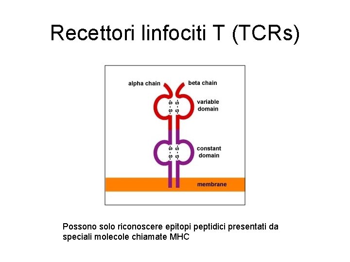 Recettori linfociti T (TCRs) Possono solo riconoscere epitopi peptidici presentati da speciali molecole chiamate Recettori linfociti T (TCRs) Possono solo riconoscere epitopi peptidici presentati da speciali molecole chiamate