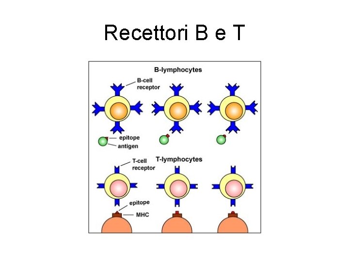 Recettori B e T Recettori B e T