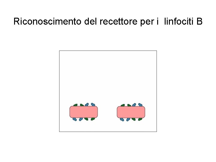 Riconoscimento del recettore per i linfociti B Riconoscimento del recettore per i linfociti B