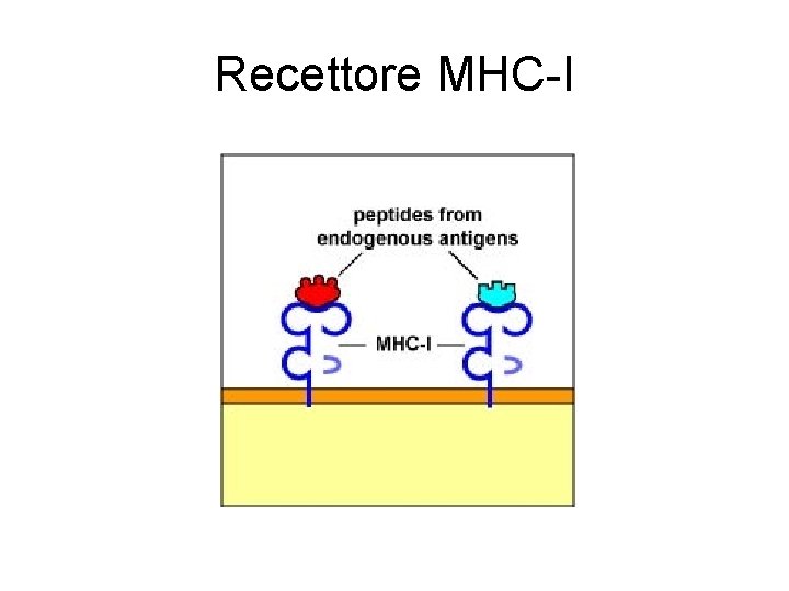 Recettore MHC-I Recettore MHC-I