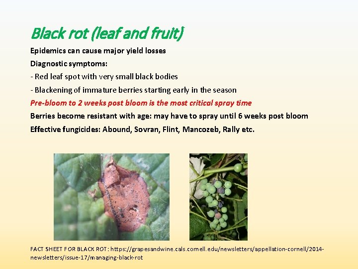 Black rot (leaf and fruit) Epidemics can cause major yield losses Diagnostic symptoms: -