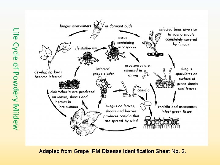 Life Cycle of Powdery Mildew Adapted from Grape IPM Disease Identification Sheet No. 2.